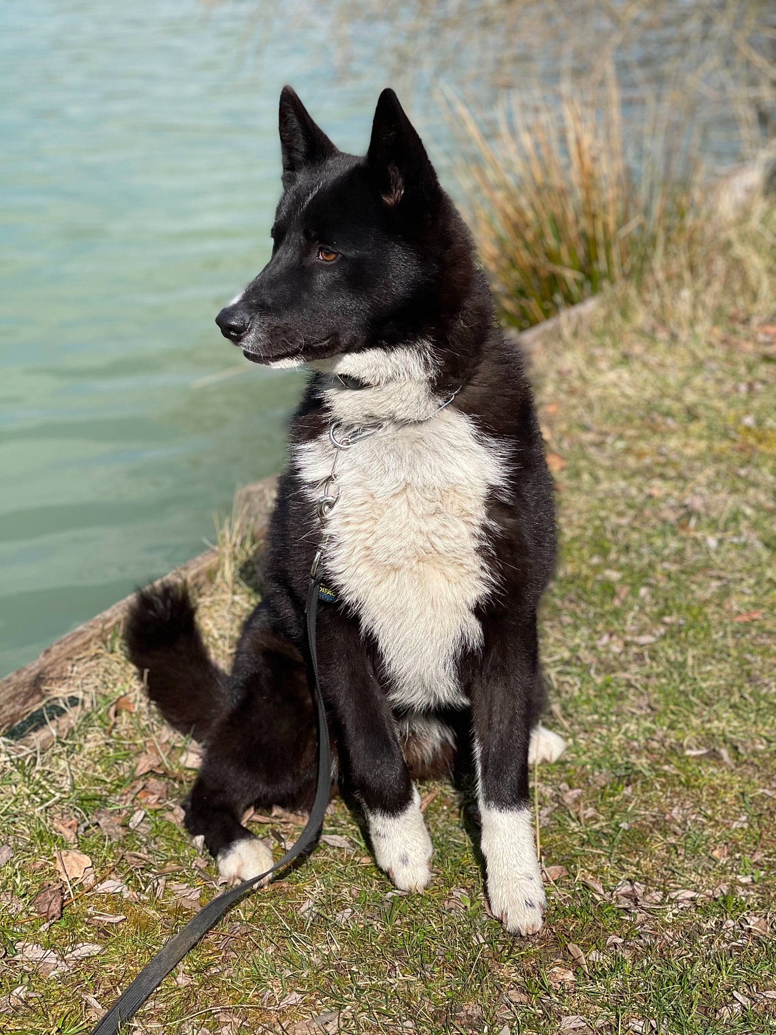 Rassko a rejoint le concours — aidez-le/la à gagner de superbes lots ! black_norwegian_elkhound, canidae, carnivore, collar, companion_dog, dog, dog_breed, fur, grass, herding_dog, lake, russo_european_laika, snout, sporting_group, tail, terrestrial_animal, walking, water, working_animal, working_dog