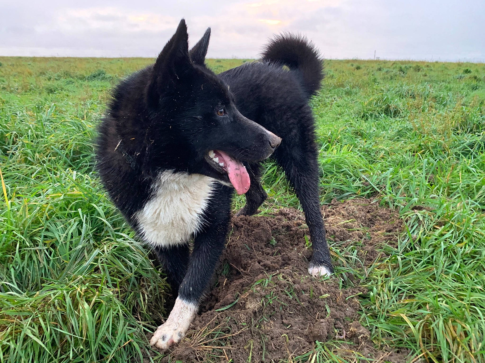 Rassko a rejoint le concours — aidez-le/la à gagner de superbes lots ! black_norwegian_elkhound, canidae, canis, carnivore, cloud, companion_dog, dog, dog_breed, fur, german_spitz_mittel, grass, grassland, herding_dog, non_sporting_group, sky, sporting_group, tail, terrestrial_animal, working_animal, working_dog