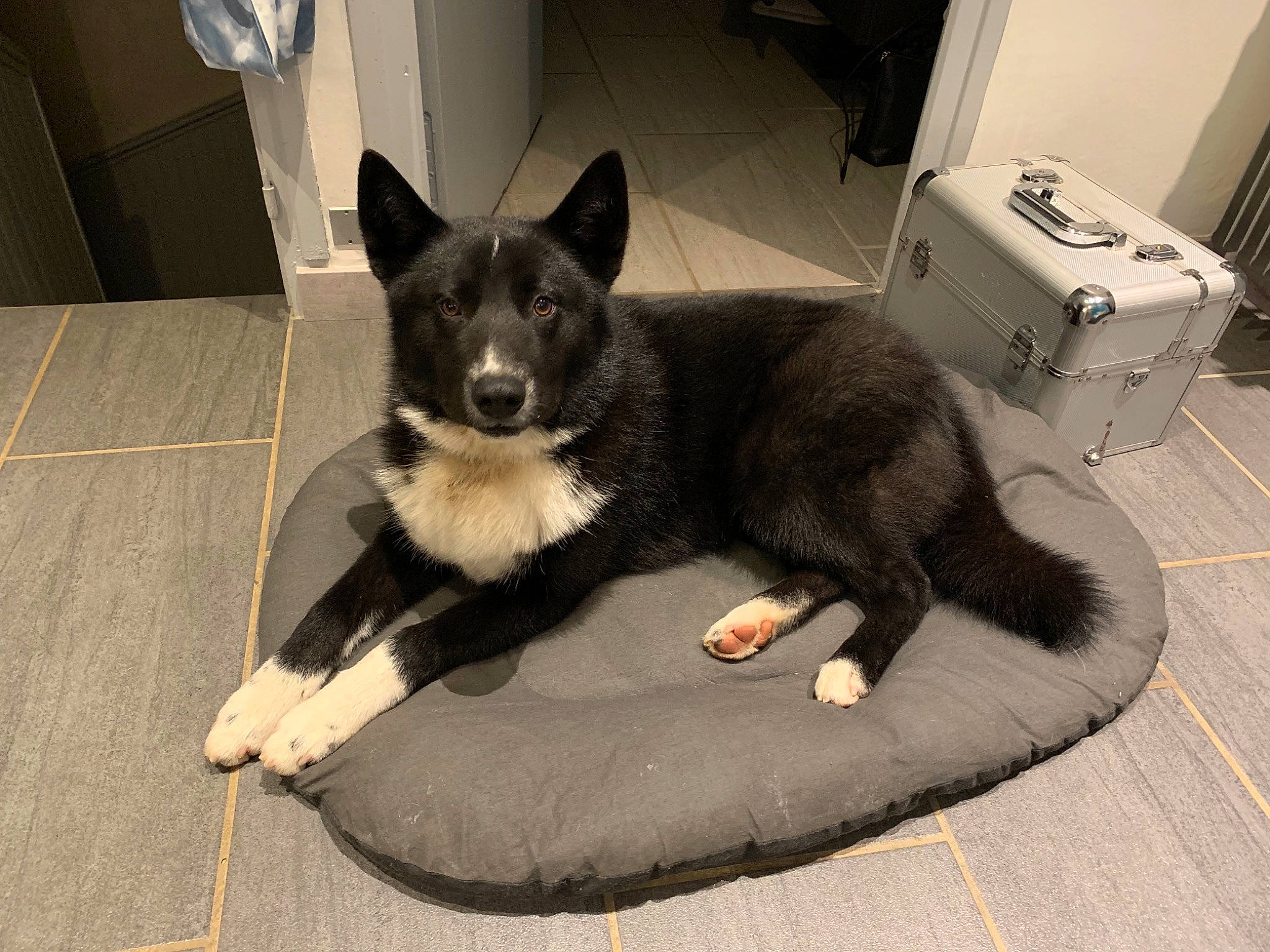 Rassko a rejoint le concours — aidez-le/la à gagner de superbes lots ! box, canidae, carnivore, comfort, companion_dog, dog, dog_breed, dog_supply, flooring, fur, grey, herding_dog, paw, road_surface, sitting, snout, sporting_group, tail, working_animal, working_dog