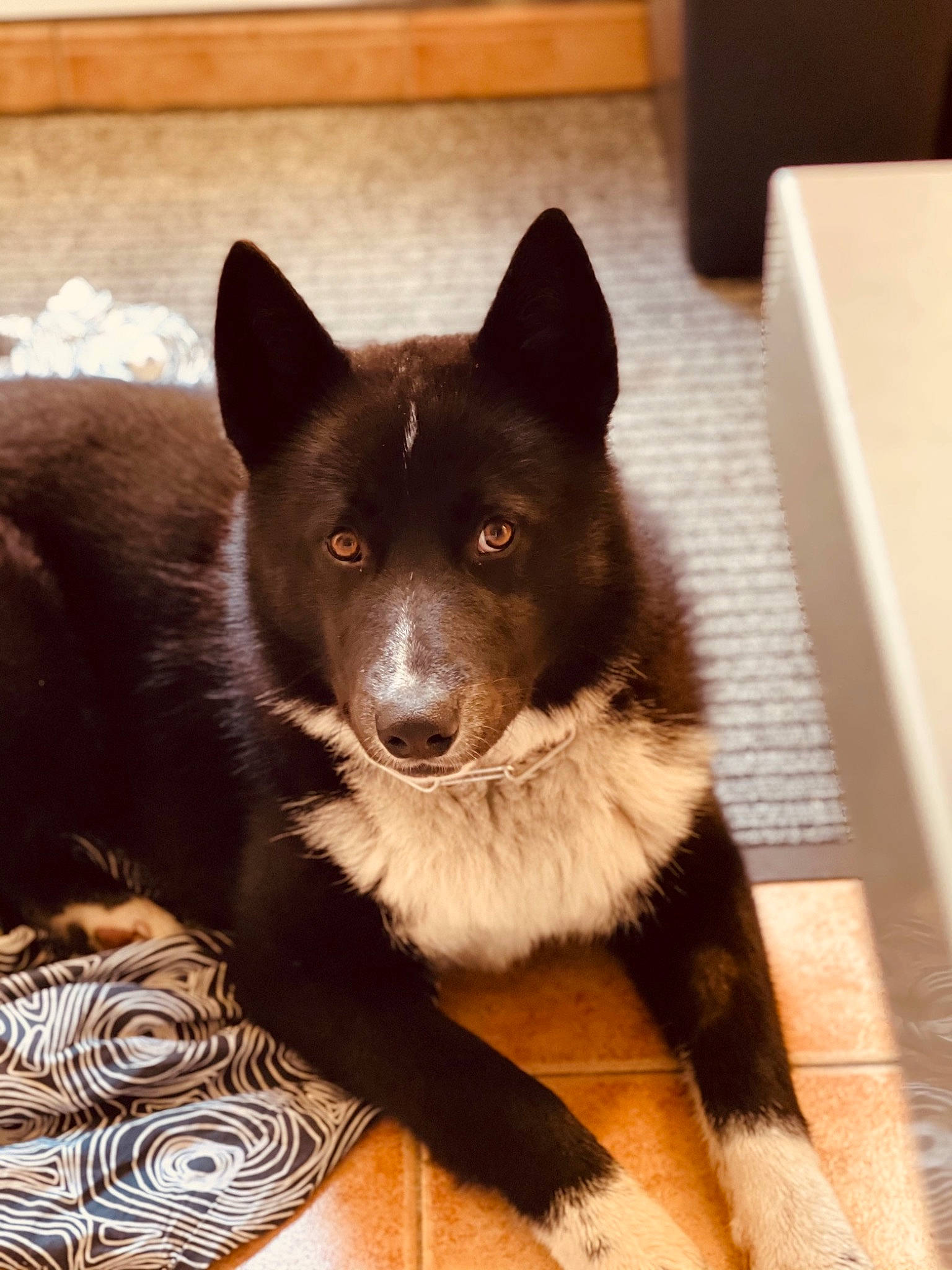 Rassko participe au concours pour gagner de l'argent avec cette photo : ancient_dog_breeds, canidae, canis, carnivore, companion_dog, dog, dog_breed, fawn, flooring, fur, hardwood, herding_dog, non_sporting_group, snout, sporting_group, tail, whiskers, wood, working_animal, working_dog