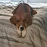 dog, beagle, bed, bedding, indoor, pet, animal, resting, lying_down, window, calm, brown, white, fur, ears, snout, paws, home, cozy, quiet