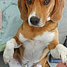 Surfy participe au concours pour gagner de l'argent avec cette photo : dog, beagle, pet, animal, sitting, brown, white, paws, ears, nose, eyes, floor, indoor, mesh_screen, tail, person, pink_shorts, looking, cute, begging