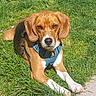 Surfy participe au concours pour gagner de l'argent avec cette photo : dog, beagle, grass, outdoor, pet, animal, canine, brown, white, black, harness, lying_down, sunlight, ears, paw, face, nose, fur, nature, daytime