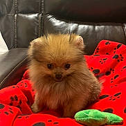 Tex joined the competition — help win amazing prizes! dog, pomeranian, puppy, small_dog, fluffy, fur, brown_fur, face, eyes, sitting, red_blanket, paw_prints, blanket, green_toy, plush_toy, couch, leather_couch, indoor, adorable, pet