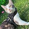 cat, yellow_eyes, harness, leash, grass, outdoor, pet, animal, curious, feline, nature, sunlight, playful, domestic_cat, cute, whiskers, ears, fur, daylight, garden
