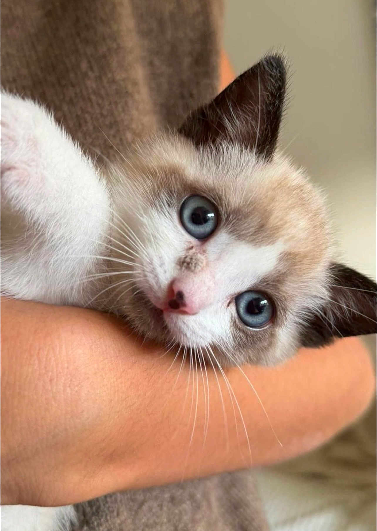 Richie a rejoint le concours — aidez-le/la à gagner de superbes lots ! kitten, cat, blue_eyes, close_up, pet, animal, furry, whiskers, cute, young, domestic_cat, face, portrait, hand, holding, fur, indoor, soft, curious, friendly