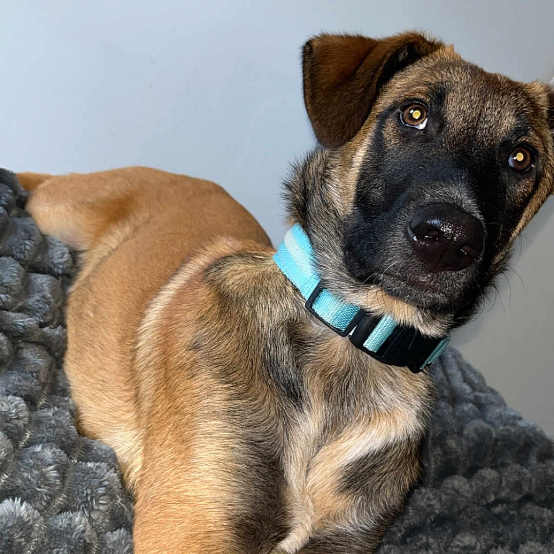 Aïko participe au concours pour gagner de l'argent avec cette photo : animal, black_mask, blanket, blue_collar, brown_fur, canine, cute, dog, domestic, ears, fur, indoor, laying_down, looking, pet, portrait, puppy, relaxed, snout, young