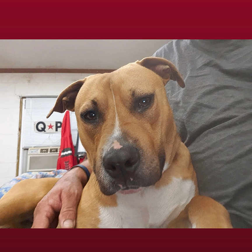 Q.p. is registered to the contest to win money with this photo: animal, blinds, brown_dog, canine, casual, close_up, companion, curious, dog, domestic, home, indoor, lap, person_hand, pet, portrait, red_cloth, resting, white_chest, window