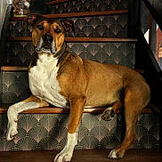 Eros participe au concours pour gagner de l'argent avec cette photo : dog, stairs, brown, white, wood, patterned_wallpaper, pet, indoor, animal, paw, relaxed, laying_down, calm, looking_at_camera, ears, snout, fur, house, home_interior, portrait
