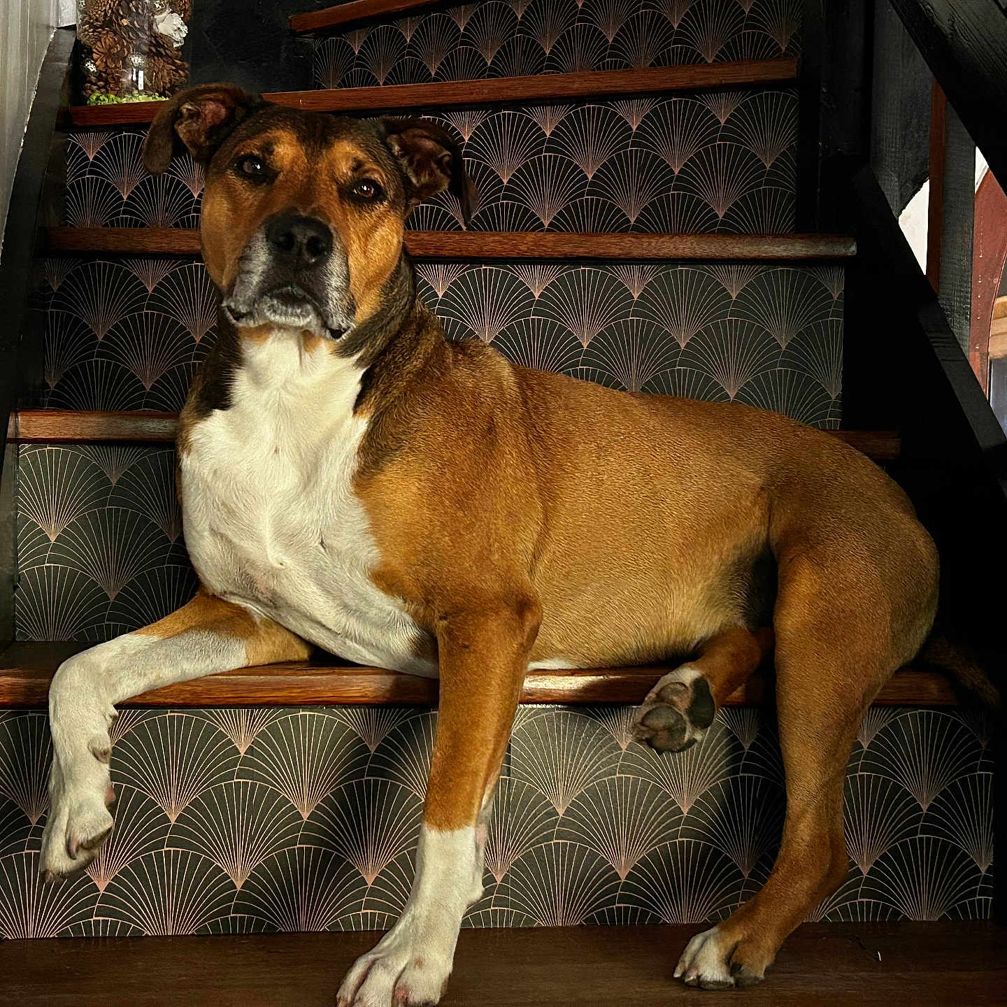 Eros participe au concours pour gagner de l'argent avec cette photo : dog, stairs, brown, white, wood, patterned_wallpaper, pet, indoor, animal, paw, relaxed, laying_down, calm, looking_at_camera, ears, snout, fur, house, home_interior, portrait
