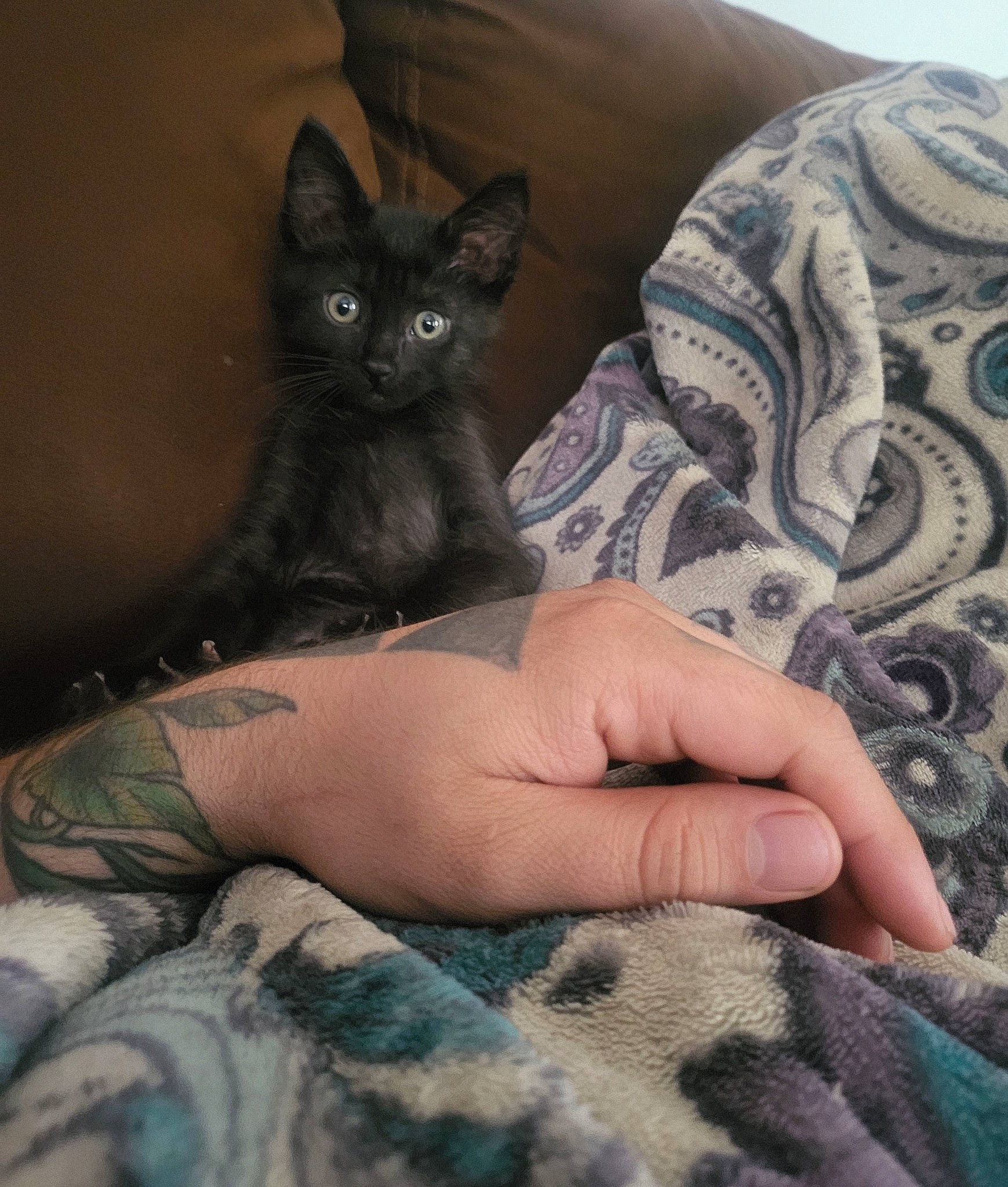 Calvin joined the competition — help win amazing prizes! bed, black_cat, carnivore, cat, claw, comfort, domestic_short_haired_cat, felidae, fur, gesture, grey, human_leg, linens, nail, pattern, sitting, small_to_medium_sized_cats, snout, thigh, whiskers