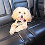 adorable, backseat, bow_tie, canine, car_interior, closeup, cream_coat, curly_fur, dog, happy, harness, leather_seat, pet, portrait, puppy, seatbelt, sitting, small_dog, tongue_out, travel