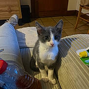 Reglisse a rejoint le concours — aidez-le/la à gagner de superbes lots ! animal, cat, chair, corduroy, couch, cute, gray_and_white, home, indoors, kitten, lap, living_room, looking_at_camera, pet, portrait, sitting, tiled_floor, water_bottle, whiskers, wooden_door