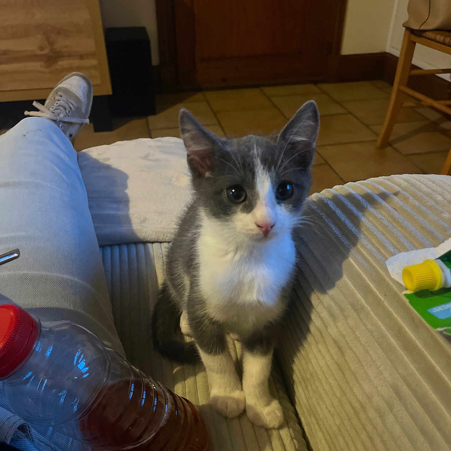 Reglisse a rejoint le concours — aidez-le/la à gagner de superbes lots ! animal, cat, chair, corduroy, couch, cute, gray_and_white, home, indoors, kitten, lap, living_room, looking_at_camera, pet, portrait, sitting, tiled_floor, water_bottle, whiskers, wooden_door