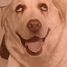 dog, canine, pet, animal, indoor, close_up, tongue_out, happy, blurry, mammal, face, fur, companion, domestic_animal, looking_up, portrait, cute, smiling, screenshot, phone_interface