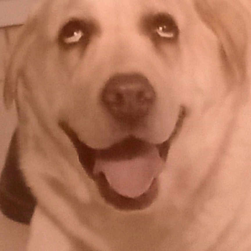 Laïka participe au concours pour gagner de l'argent avec cette photo : dog, canine, pet, animal, indoor, close_up, tongue_out, happy, blurry, mammal, face, fur, companion, domestic_animal, looking_up, portrait, cute, smiling, screenshot, phone_interface