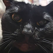 Eclipse is registered to the contest to win money with this photo: cat, black_cat, close_up, whiskers, indoor, pet, animal, feline, face, fur, yellow_eyes, cute, domestic_cat, mammal, portrait, soft_light, blurred_background, nose, ears, closeup