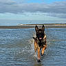 dog, shepherd_dog, belgian_malinois, running, splashing, water, sea, beach, shoreline, outdoor, animal, wet, playful, happy, open_mouth, upright_ears, reflection, clouds, sky, action_photo