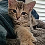 cat, kitten, pet, tabby_cat, fur, paw, whiskers, eyes, close_up, portrait, blanket, towel, couch, indoor, home, cozy, soft_texture, sleepy, playful, looking_at_camera
