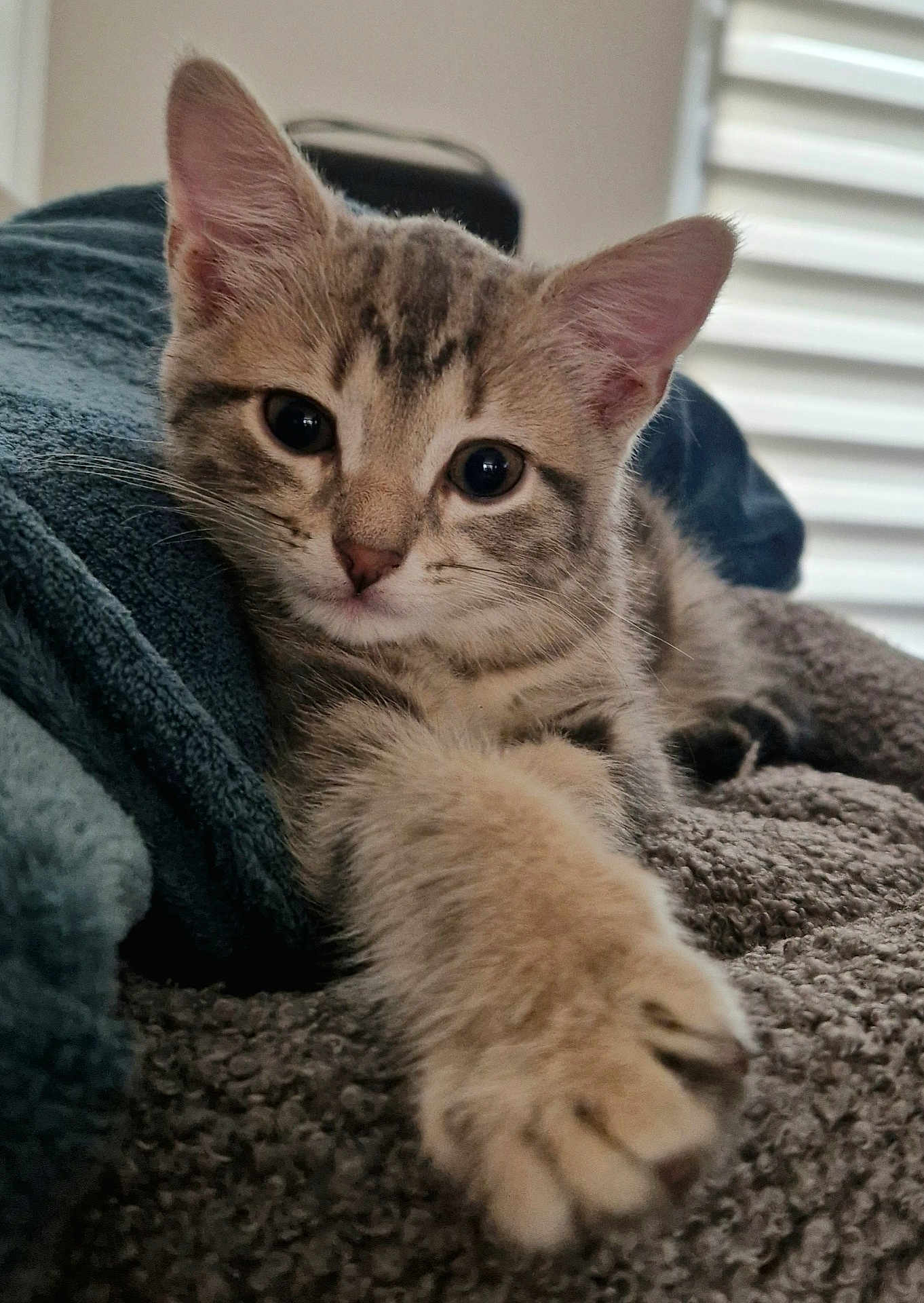 Bonnie a rejoint le concours — aidez-le/la à gagner de superbes lots ! cat, kitten, pet, tabby_cat, fur, paw, whiskers, eyes, close_up, portrait, blanket, towel, couch, indoor, home, cozy, soft_texture, sleepy, playful, looking_at_camera