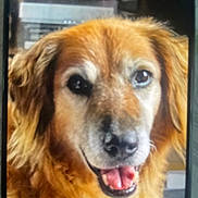 Jaya a rejoint le concours — aidez-le/la à gagner de superbes lots ! dog, golden_retriever, close_up, pet, animal, face, fur, tongue, happy, mouth, ears, canine, portrait, indoors, smiling, friendly, companion, mammal, cute, fuzzy