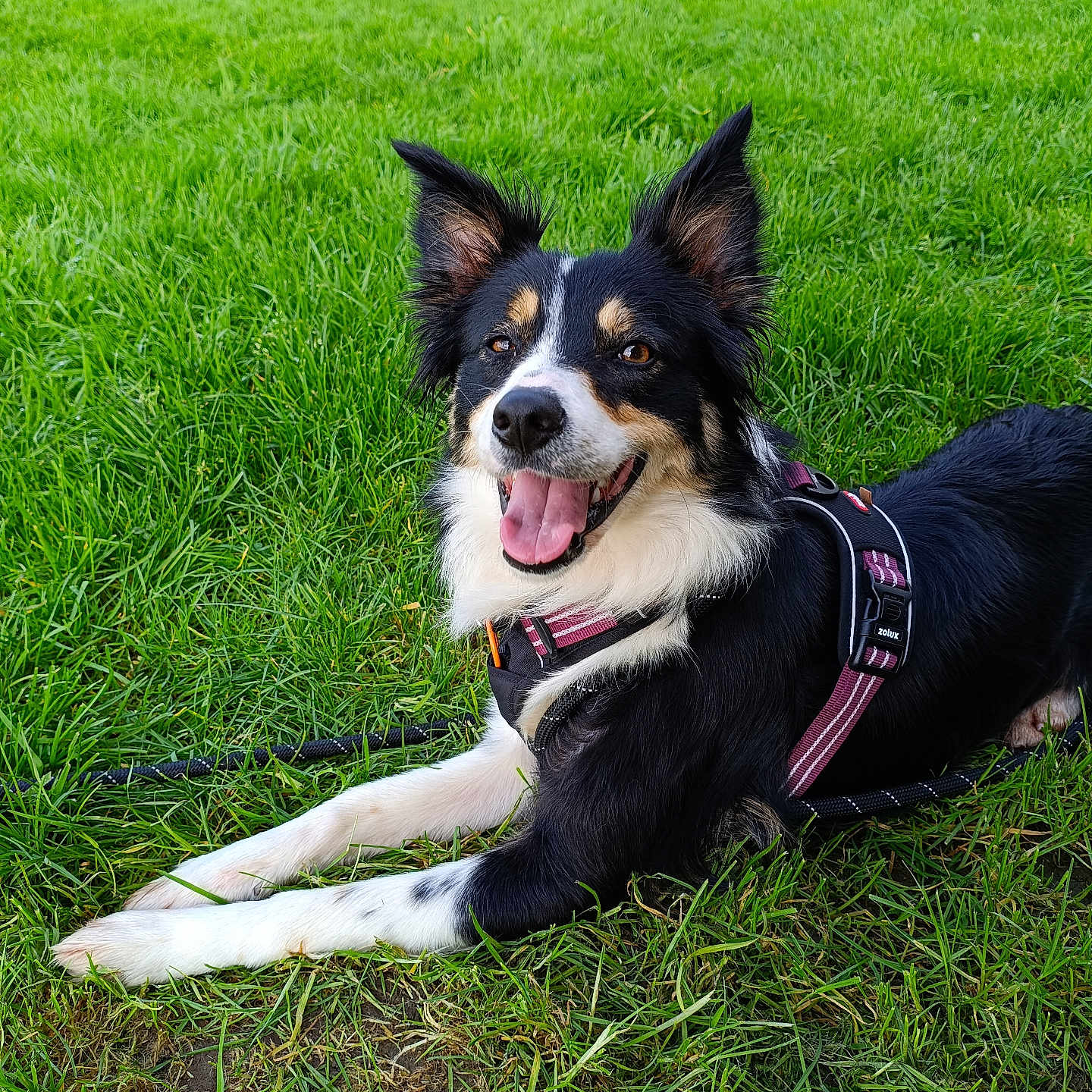 Elona a rejoint le concours — aidez-le/la à gagner de superbes lots ! animal, border_collie, closeup, companion, dog, ears_up, friendly, grass, green, harness, leash, lying_down, nature, outdoor, park, pet, portrait, smiling, sunny, tongue_out
