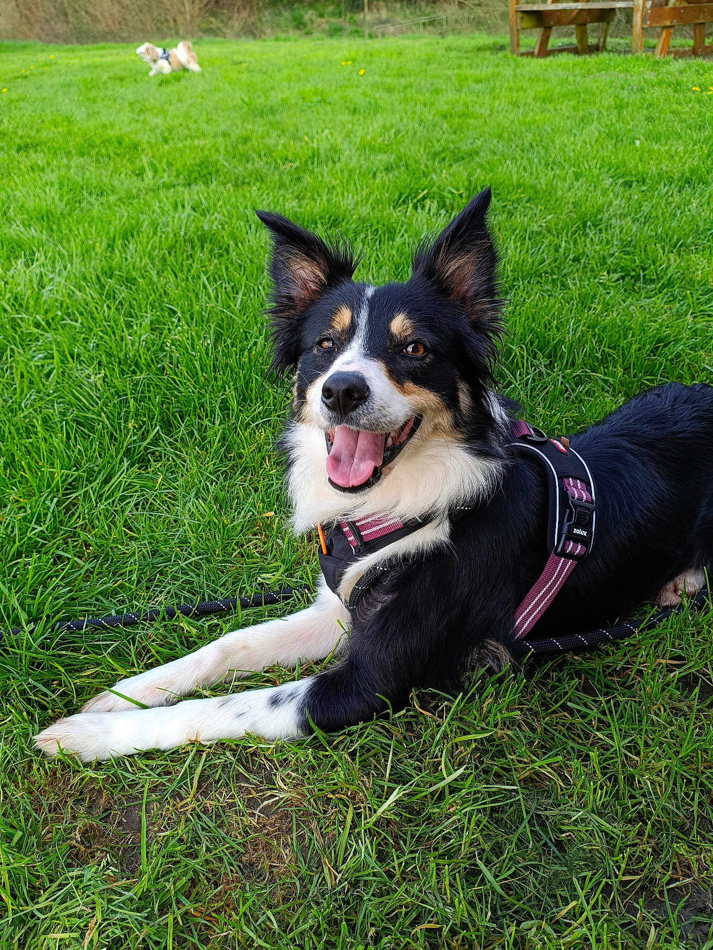 Elona a rejoint le concours — aidez-le/la à gagner de superbes lots ! dog, border_collie, grass, harness, leash, tongue_out, smiling, outdoor, park, green, nature, lying_down, ears_up, pet, animal, portrait, closeup, friendly, sunny, companion