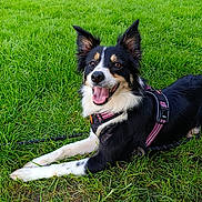 Elona participe au concours pour gagner de l'argent avec cette photo : dog, border_collie, grass, harness, leash, tongue_out, smiling, outdoor, park, green, nature, lying_down, ears_up, pet, animal, portrait, closeup, friendly, sunny, companion