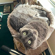 Ash is registered to the contest to win money with this photo: animal, carpet, cat, cat_bed, cozy, curious, domestic_cat, feline, furry, gray_cat, green_eyes, home, indoor, looking_up, pet, relaxed, resting, soft_fur, sunlight, window_light