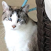 Grace joined the competition — help win amazing prizes! animal, blue_eyes, cat, closeup, curious, ears, feline, furniture, gray_fur, home, indoor, looking, nose, pet, portrait, shadow, sitting, whiskers, white_fur, wicker_chair