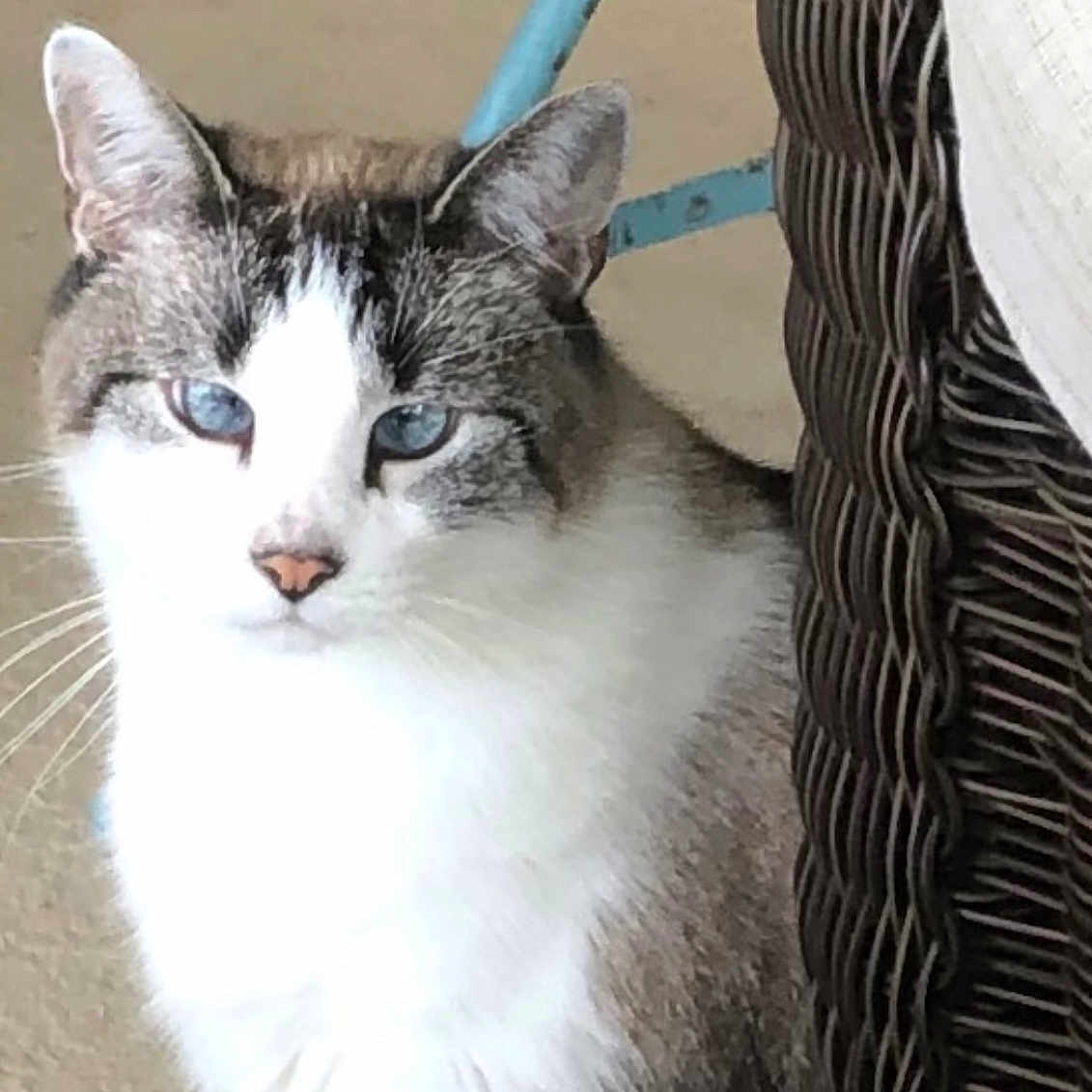 Grace joined the competition — help win amazing prizes! animal, blue_eyes, cat, closeup, curious, ears, feline, furniture, gray_fur, home, indoor, looking, nose, pet, portrait, shadow, sitting, whiskers, white_fur, wicker_chair