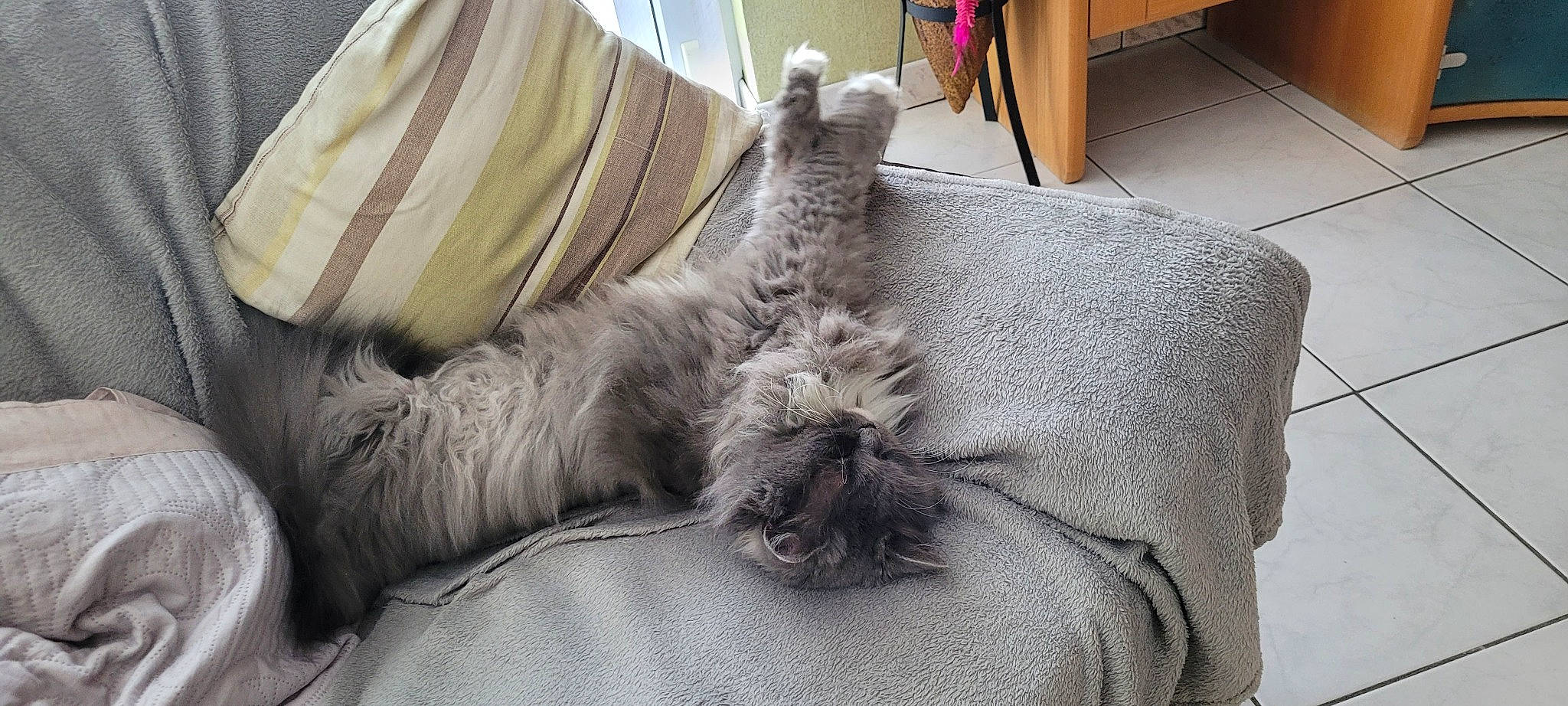 Romance a rejoint le concours — aidez-le/la à gagner de superbes lots ! bed, bed_sheet, bedding, bedroom, carnivore, cat, comfort, couch, domestic_short_haired_cat, fashion_accessory, felidae, flooring, fur, grey, linens, pattern, small_to_medium_sized_cats, tail, throw_pillow, whiskers