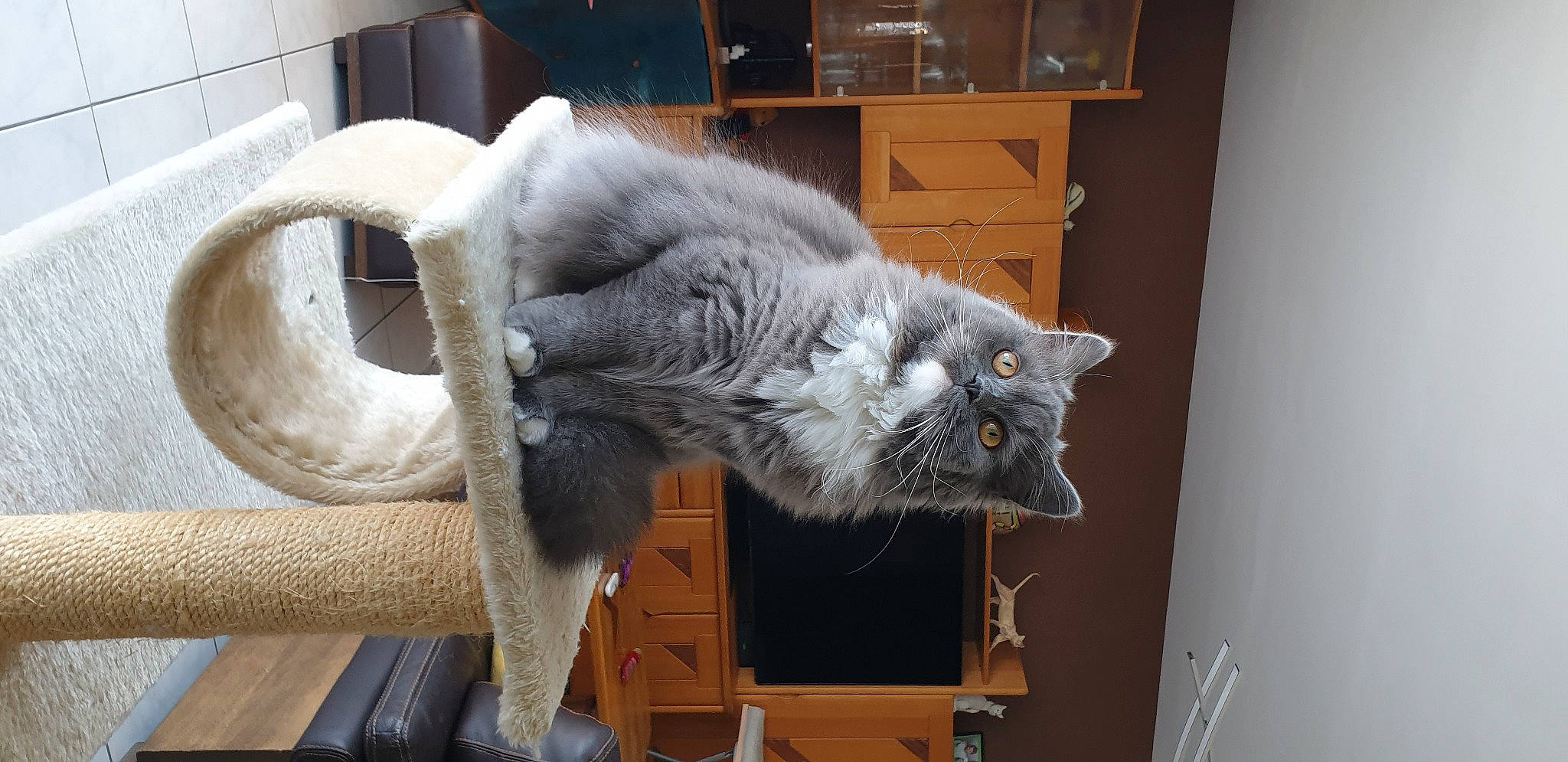 Romance participe au concours pour gagner de l'argent avec cette photo : cabinetry, carnivore, cat, chair, chest, chest_of_drawers, claw, cupboard, domestic_short_haired_cat, drawer, dresser, felidae, fur, grey, russian_blue, small_to_medium_sized_cats, snout, tail, whiskers, wood