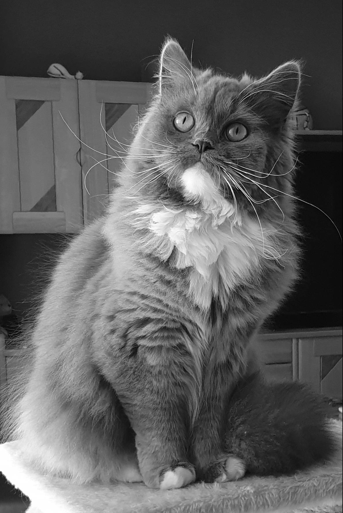 Romance a rejoint le concours — aidez-le/la à gagner de superbes lots ! british_longhair, carnivore, cat, claw, comfort, domestic_short_haired_cat, felidae, fur, grey, monochrome, monochrome_photography, paw, sitting, small_to_medium_sized_cats, snout, still_life_photography, style, tail, whiskers, window