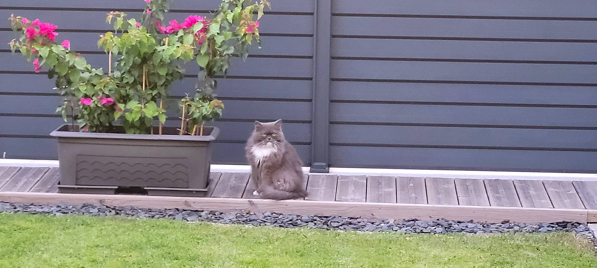 Romance a rejoint le concours — aidez-le/la à gagner de superbes lots ! carnivore, cat, fawn, felidae, flower, flowerpot, grass, grey, houseplant, outdoor_furniture, plant, road_surface, sidewalk, small_to_medium_sized_cats, table, tail, wall, whiskers, window, wood