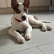 Athéna a rejoint le concours — aidez-le/la à gagner de superbes lots ! puppy, dog, blue_eyes, ears, collar, floor, tile, indoor, pet, young_dog, curious, laying_down, white_fur, brown_spots, cute, animal, domestic_animal, companion, alert, resting