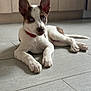 puppy, dog, blue_eyes, ears, collar, floor, tile, indoor, pet, young_dog, curious, laying_down, white_fur, brown_spots, cute, animal, domestic_animal, companion, alert, resting