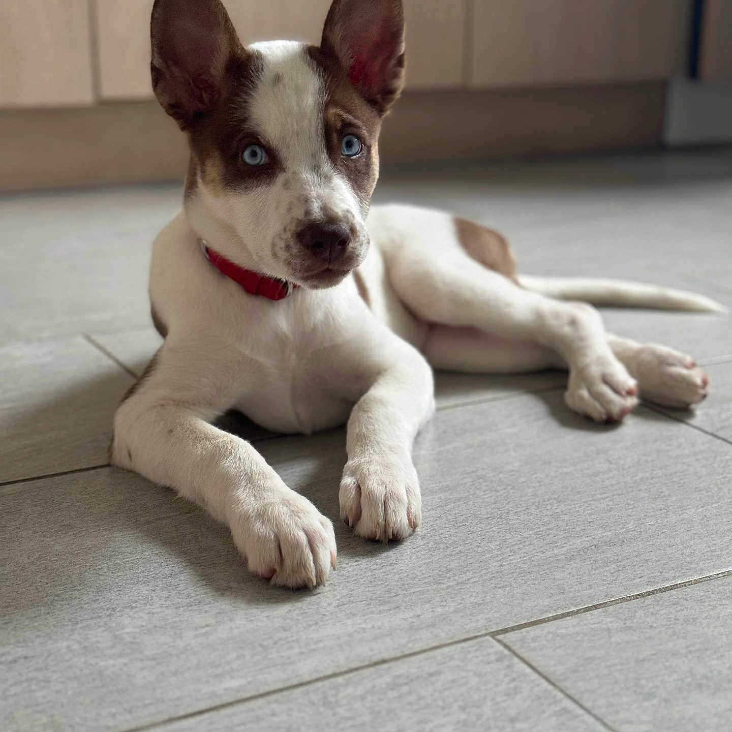 Athéna a rejoint le concours — aidez-le/la à gagner de superbes lots ! alert, animal, blue_eyes, brown_spots, collar, companion, curious, cute, dog, domestic_animal, ears, floor, indoor, laying_down, pet, puppy, resting, tile, white_fur, young_dog