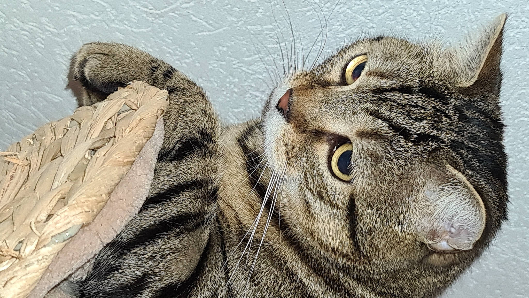 Orion a rejoint le concours — aidez-le/la à gagner de superbes lots ! carnivore, cat, claw, close_up, domestic_short_haired_cat, felidae, fur, paw, small_to_medium_sized_cats, snout, tail, terrestrial_animal, whiskers, wildlife, wrinkle