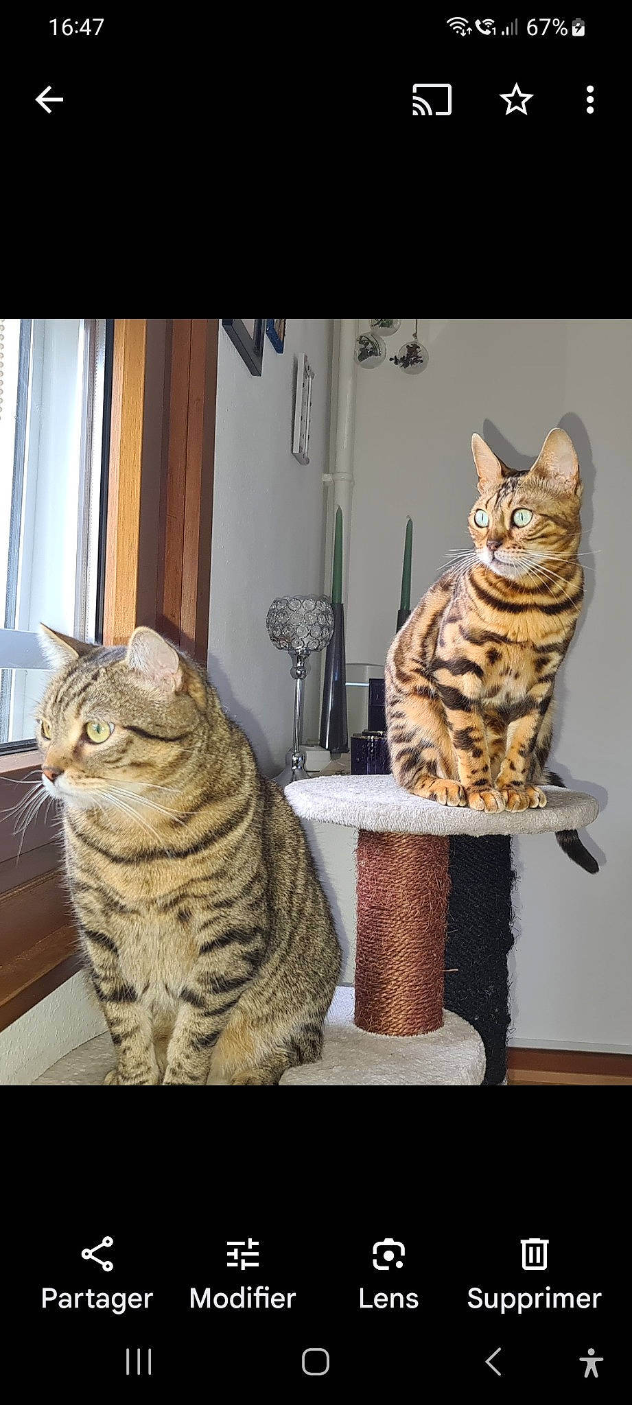 Orion a rejoint le concours — aidez-le/la à gagner de superbes lots ! carnivore, cat, cat_supply, comfort, curtain, domestic_short_haired_cat, felidae, fur, mammal, organism, rectangle, room, sitting, small_to_medium_sized_cats, snout, table, tail, whiskers, window, wood