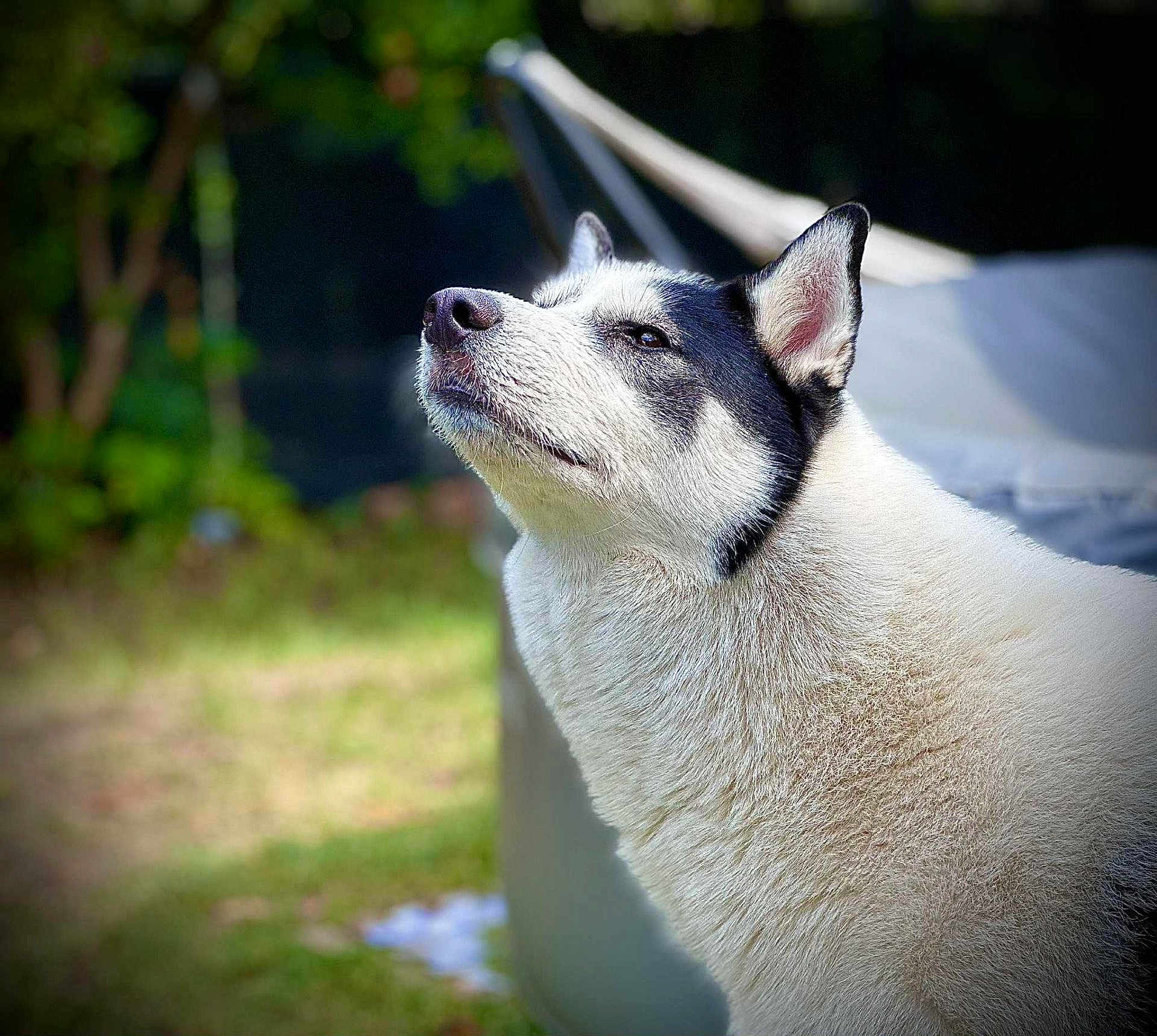 Snow a rejoint le concours — aidez-le/la à gagner de superbes lots ! alert, animal, black_and_white, blurred_background, canine, close_up, daylight, dog, domestic_animal, ears, fur, grass, healthy, looking_up, mammal, nature, outdoor, pet, portrait, snout