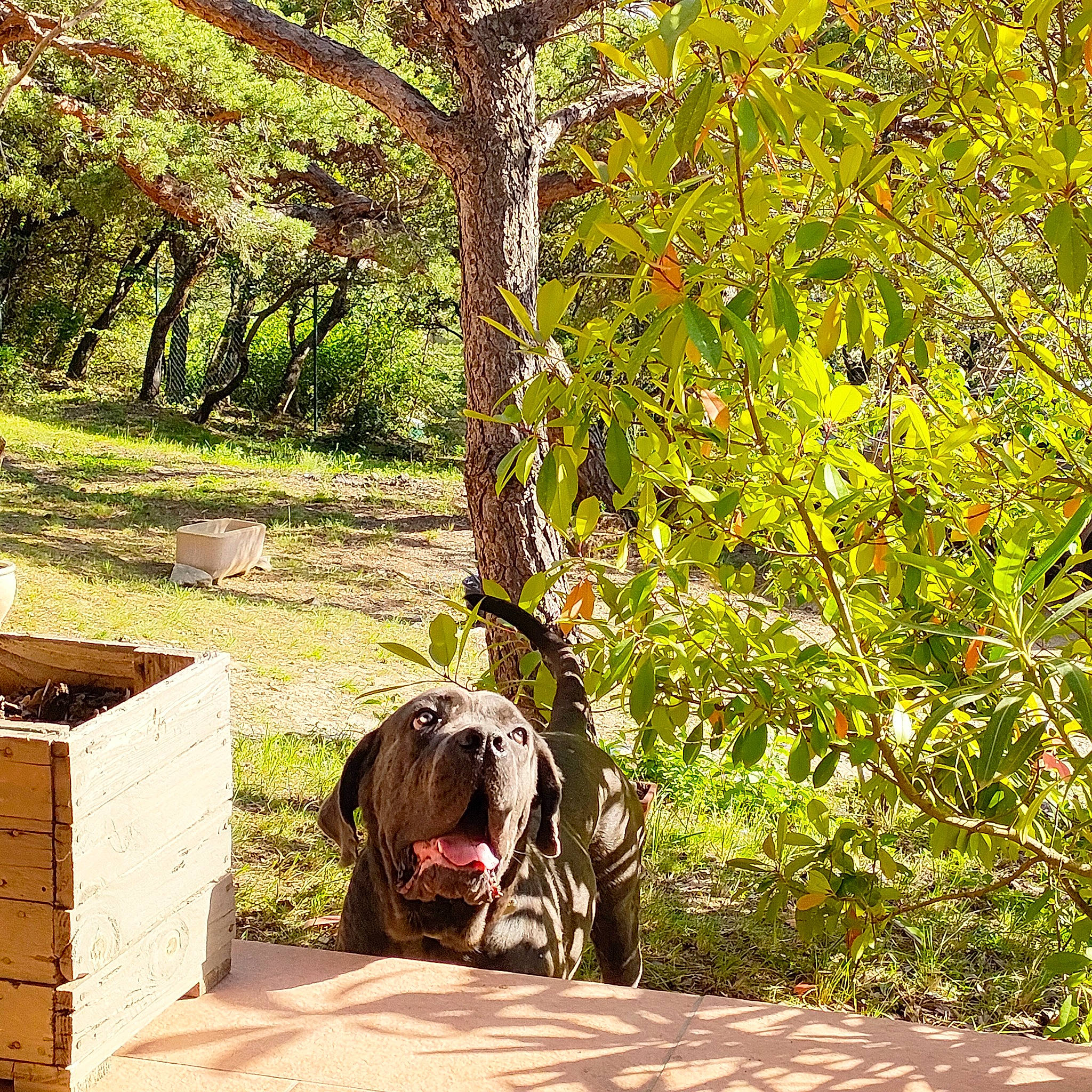 Tayson a rejoint le concours — aidez-le/la à gagner de superbes lots ! backpack, bag, carnivore, companion_dog, deciduous, dog, dog_breed, fawn, grass, landscape, leash, luggage_and_bags, people_in_nature, plant, tints_and_shades, tree, trunk, twig, wood, working_animal