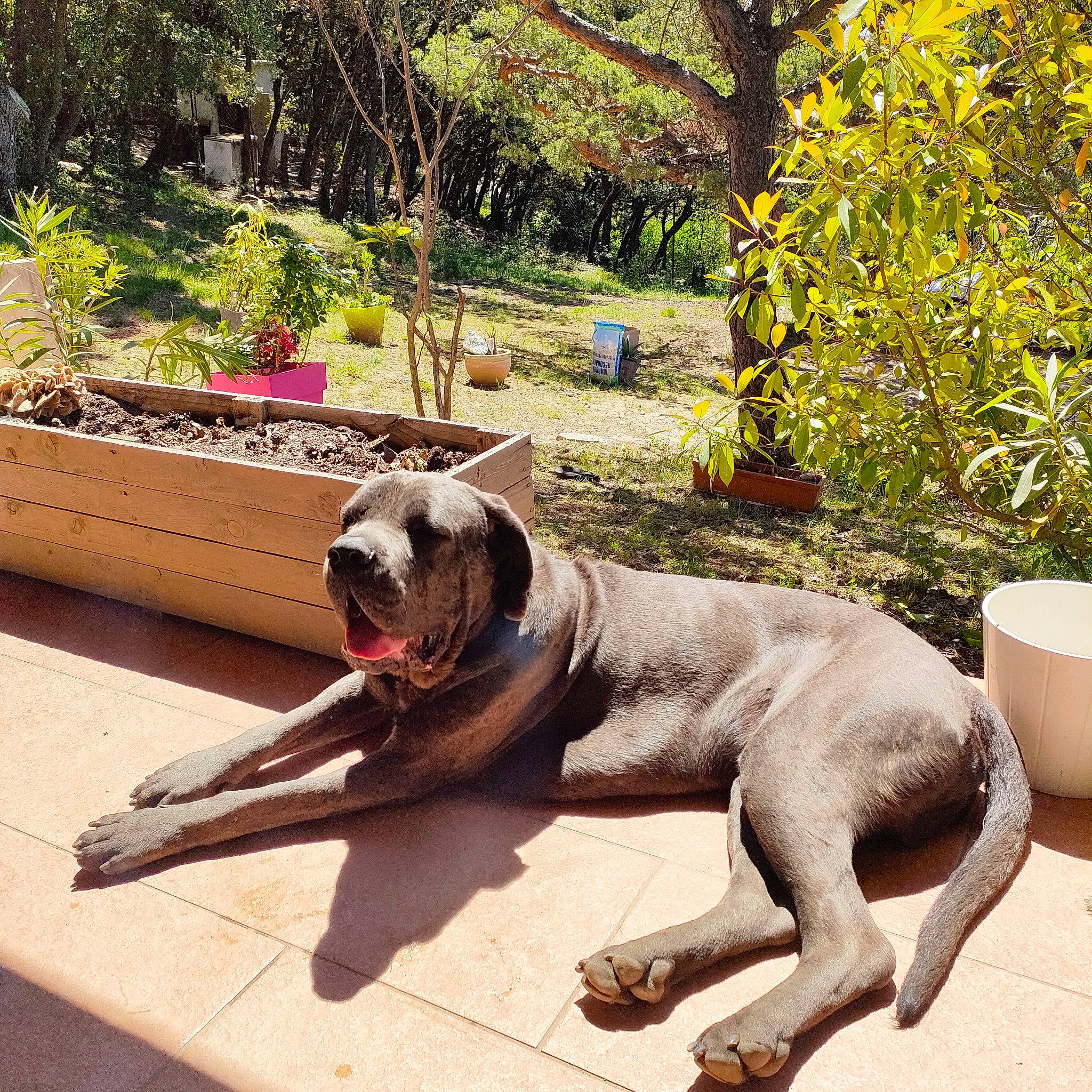 Tayson a rejoint le concours — aidez-le/la à gagner de superbes lots ! canidae, carnivore, collar, companion_dog, dog, dog_breed, dog_collar, dog_supply, fawn, flowerpot, grass, leash, pet_supply, plant, snout, tail, terrestrial_animal, tree, wood, working_animal