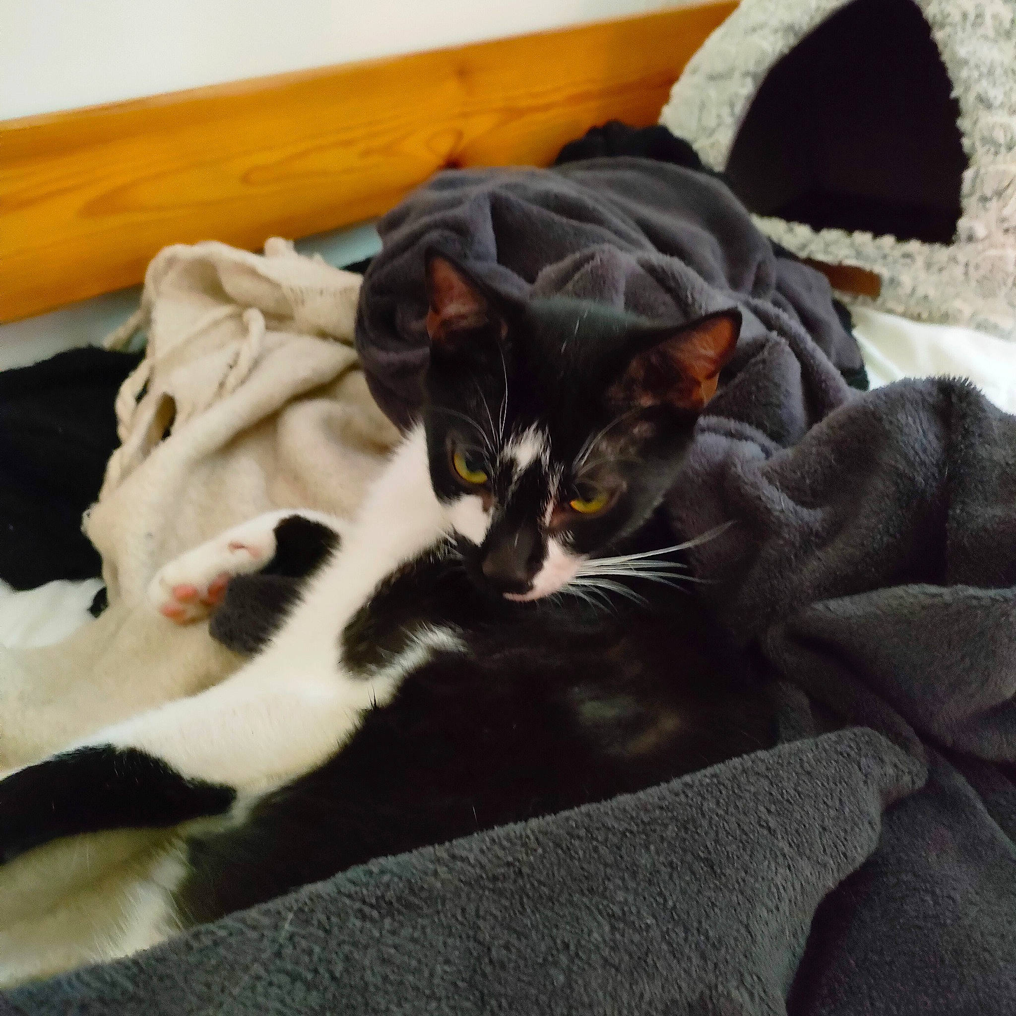 Stitch participe au concours pour gagner de l'argent avec cette photo : bag, black_cat, blanket, boats_and_boating_equipment_and_supplies, carnivore, cat, cat_supply, claw, comfort, domestic_short_haired_cat, felidae, fur, grey, linens, room, small_to_medium_sized_cats, tail, watercraft, whiskers