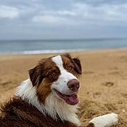 Sky a rejoint le concours — aidez-le/la à gagner de superbes lots ! dog, beach, sand, sea, cloudy_sky, canine, outdoor, pet, animal, smiling, relaxed, fur, nature, landscape, water, daytime, mammal, happy, closeup, portrait