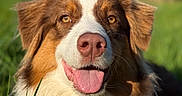 Sky a rejoint le concours — aidez-le/la à gagner de superbes lots ! dog, animal, pet, outdoor, grass, tongue_out, happy, brown_and_white, fur, canine, nature, sunlight, portrait, close_up, ears, nose, eyes, summer, green, daytime