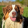 dog, animal, pet, outdoor, grass, tongue_out, happy, brown_and_white, fur, canine, nature, sunlight, portrait, close_up, ears, nose, eyes, summer, green, daytime