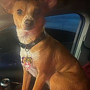 Bee joined the competition — help win amazing prizes! dog, pet, small_dog, collar, tags, ears, car, vehicle_interior, red_blanket, sitting, brown_fur, white_chest, night, window, can, seat, animal, companion, indoor, portrait