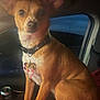 dog, pet, small_dog, collar, tags, ears, car, vehicle_interior, red_blanket, sitting, brown_fur, white_chest, night, window, can, seat, animal, companion, indoor, portrait