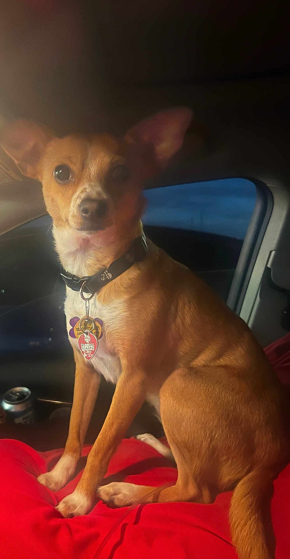 Bee joined the competition — help win amazing prizes! dog, pet, small_dog, collar, tags, ears, car, vehicle_interior, red_blanket, sitting, brown_fur, white_chest, night, window, can, seat, animal, companion, indoor, portrait